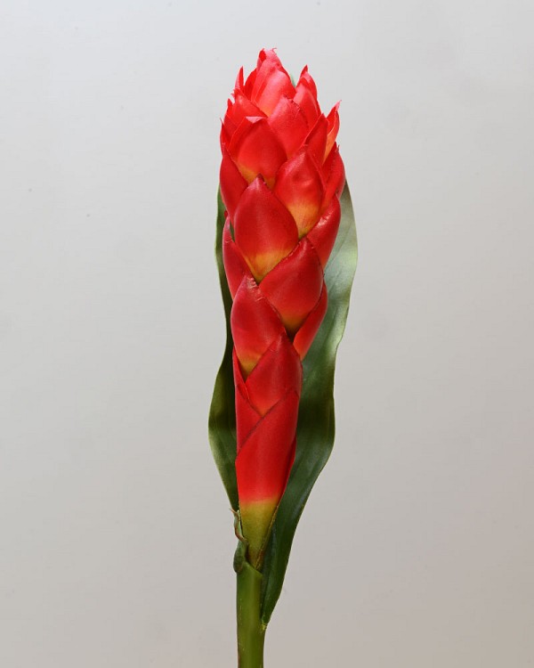 Ginger 32" Red/Yellow