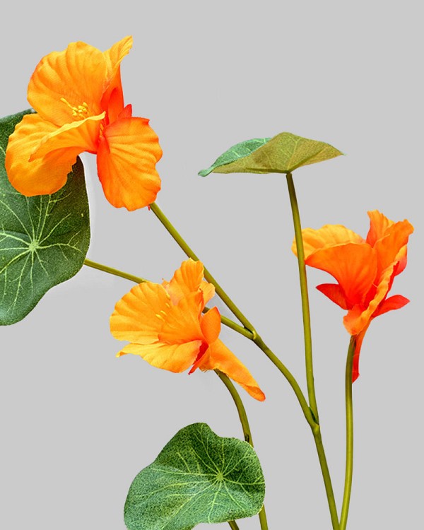 Nasturium 23" Orange