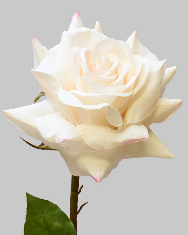 Rose Dutchess Open 20.5" White/Pink