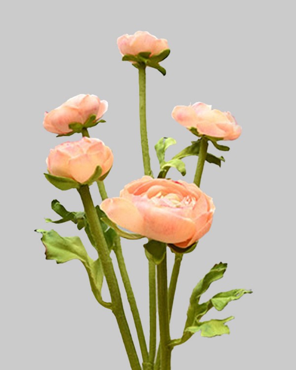 Ranunculus Multi Flower 21.5" Peach
