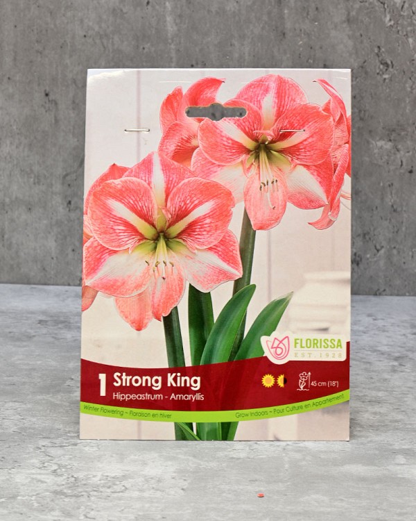 Amaryllis Bulb - Strong King