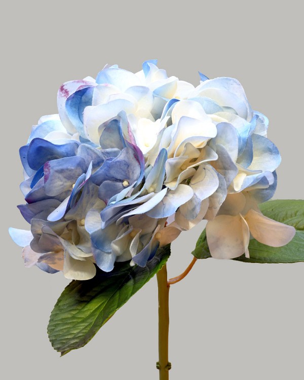 Hydrangea 20" Cream/Blue