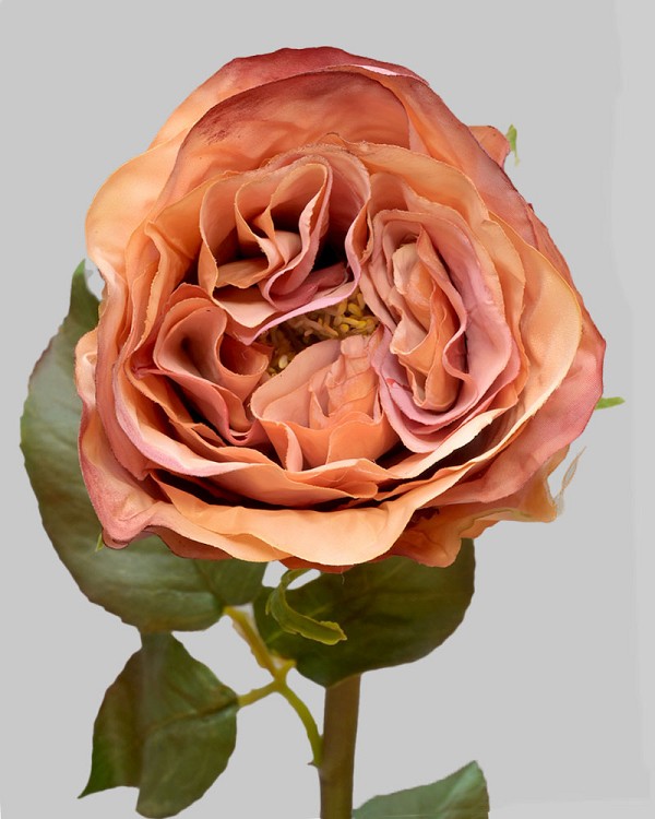 Rose Dutchess Bud 21.5" Rusty Orange