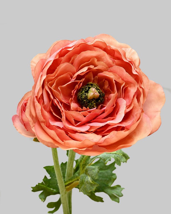 Ranunculus 19.5" Salmon