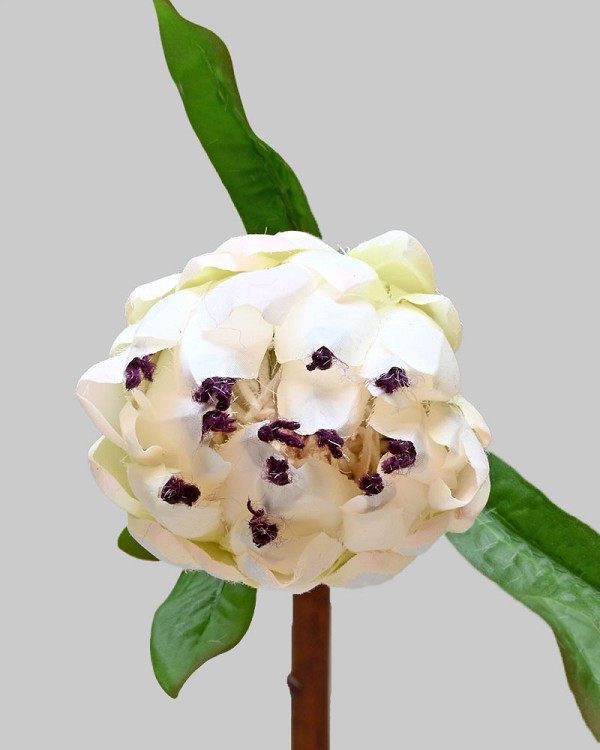 Mink Protea 29" White