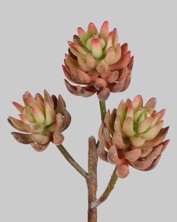 Succulent 14" Burgundy/Green