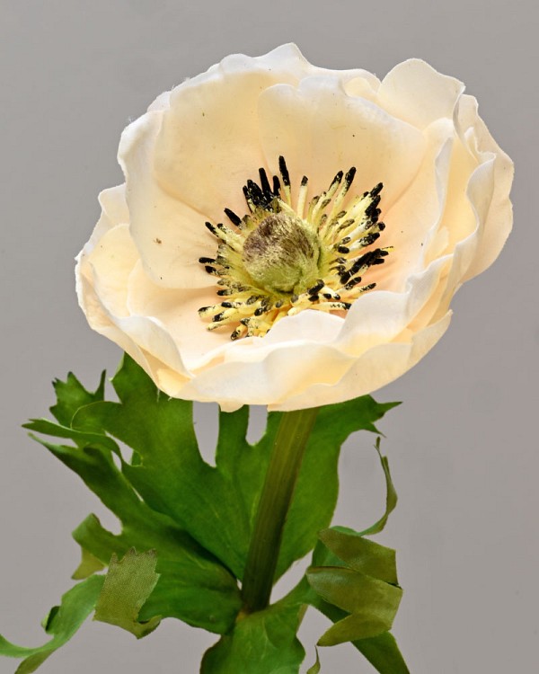 Anemone 17.5" Cream