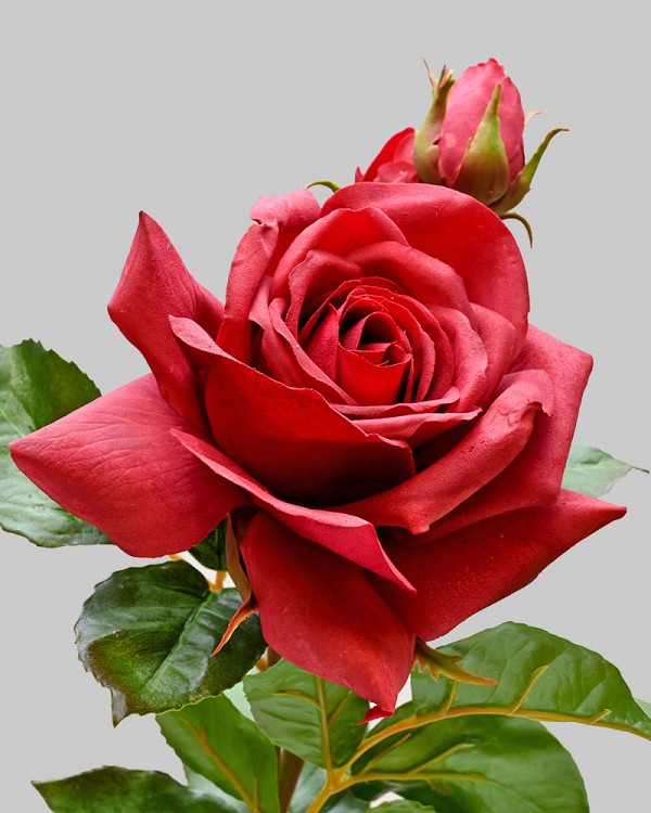 English Rose Tomora 22" Red