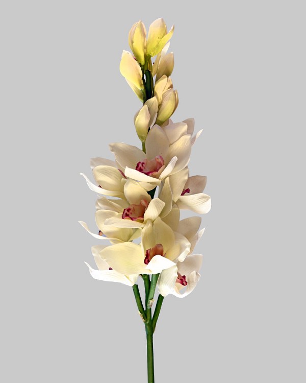 Cymbidium Orchid 35" White
