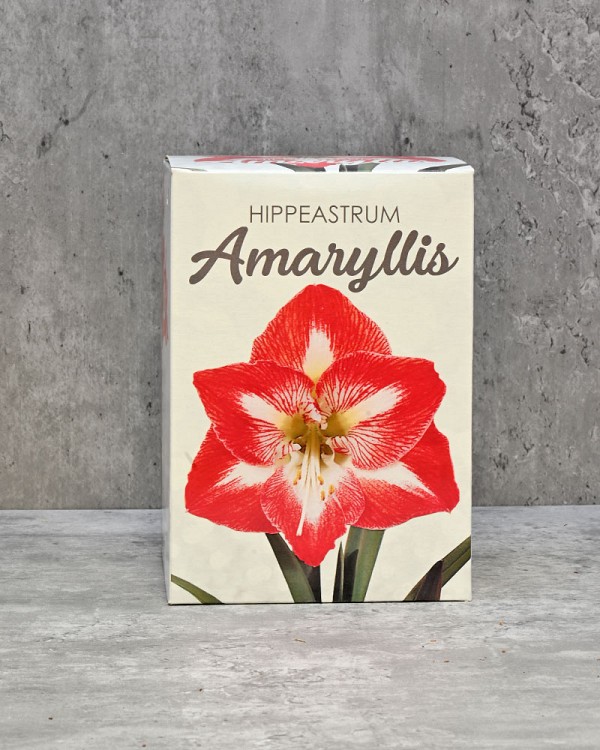 Amaryllis Gift Kit - Red