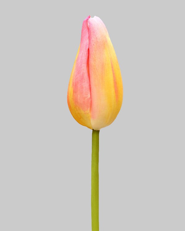 Dutch Tulip Bud 22.5" Yellow/Pink