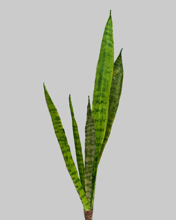 Sansaveria Plant 23" Green
