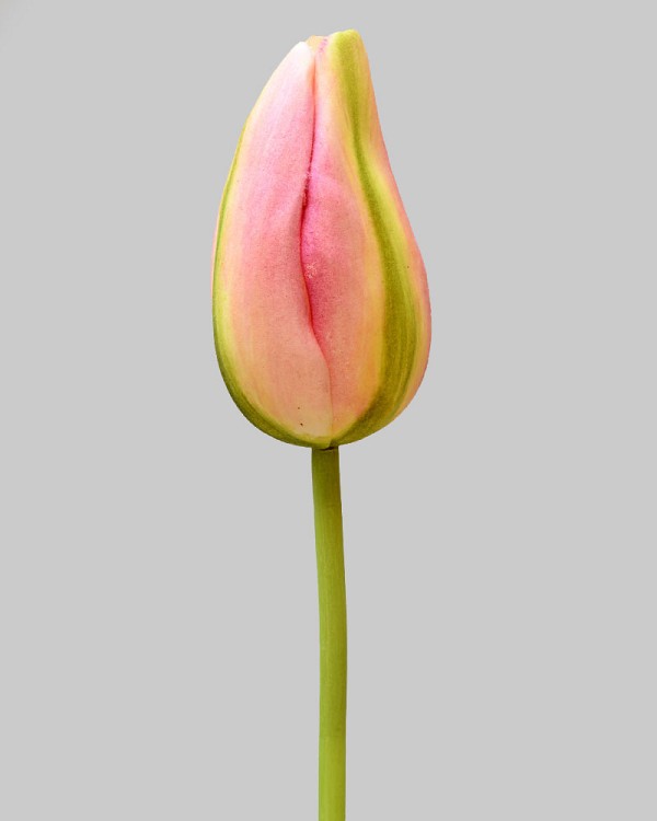 Dutch Tulip Bud 22.5" Pink/Green