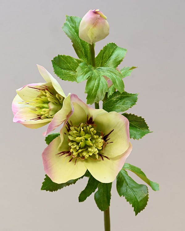 Hellebores Rose 18" Lavender/White