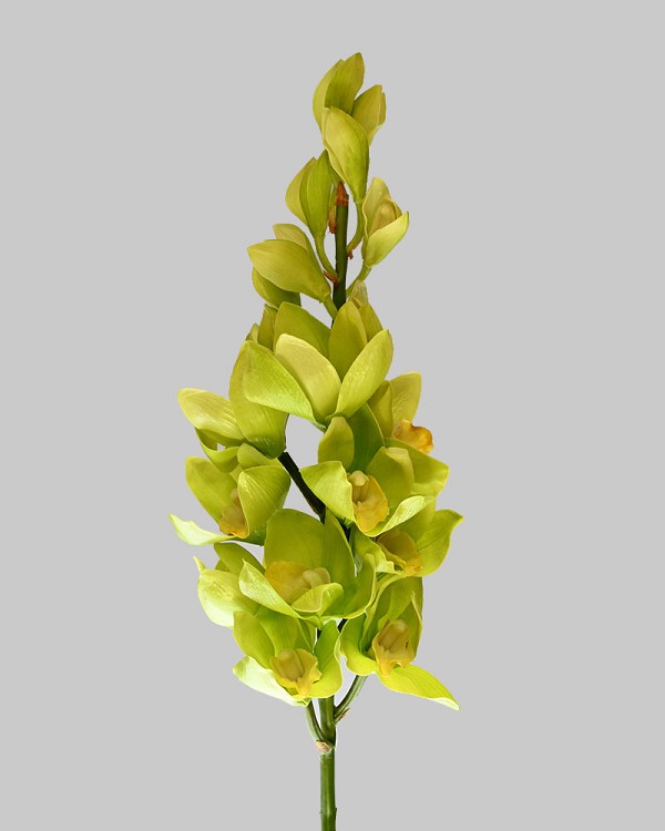 Cymbidium Orchid 35" Light Green