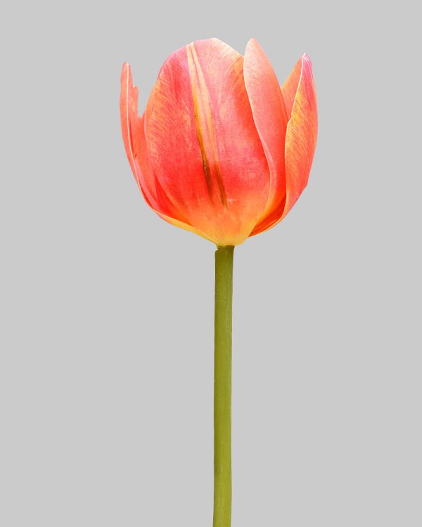 Tulip 22.5" Peach/Yellow