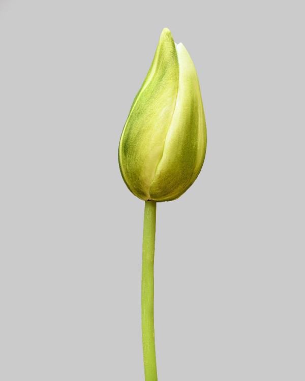 Dutch Tulip Bud 22.5" Green/White