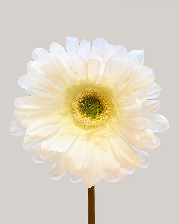 Gerbera Daisy 9" White