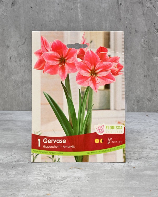 Amaryllis Bulb - Gervase