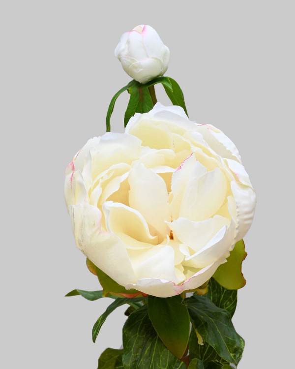 Peony with Bud 23" White