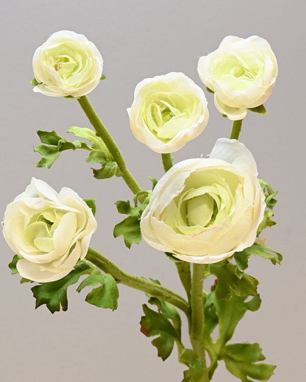 Ranunculus Multi Flower 21.5" White
