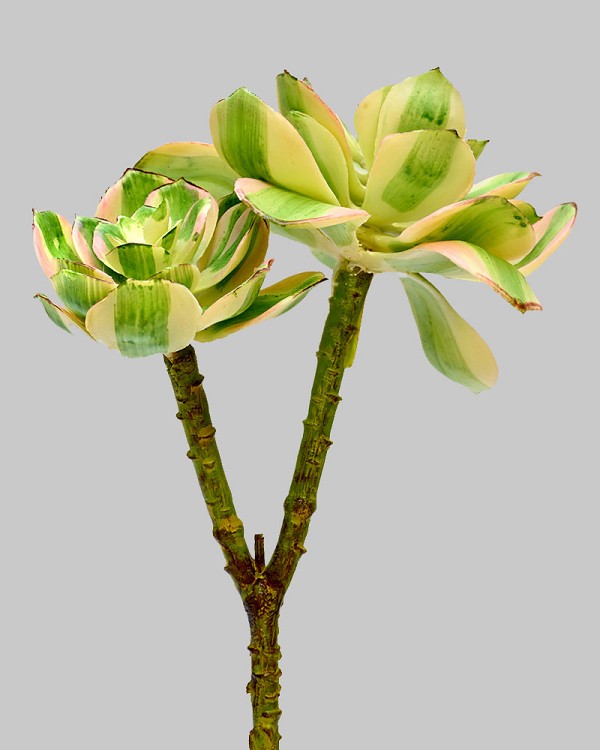 Succulent 10" Variegated 