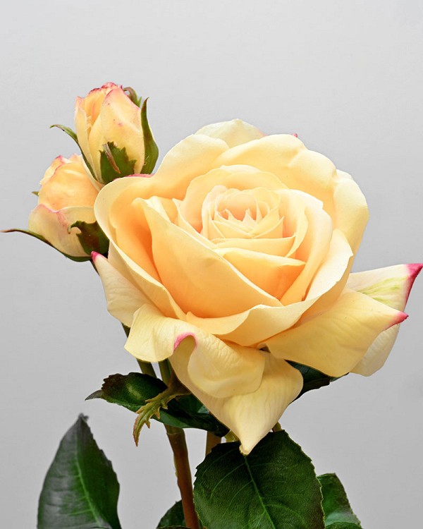 English Rose Tomora 22" Yellow