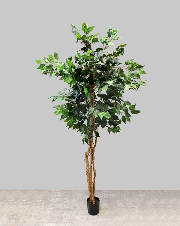 Ficus Tree 72"H