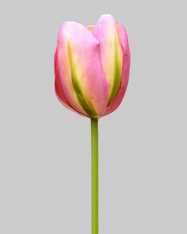 Dutch Tulip Open 24.5" Pink/Green