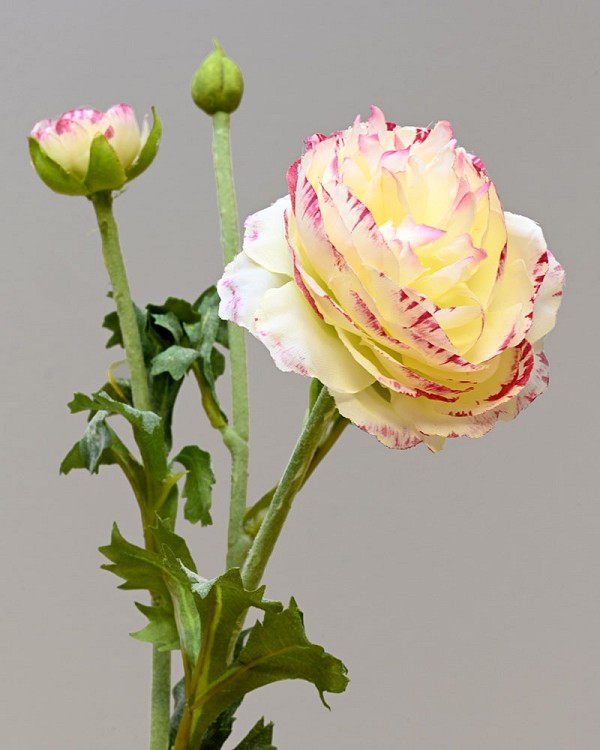 Ranunculus 18.5" White/Pink