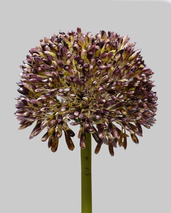 Allium 17.5" Violet