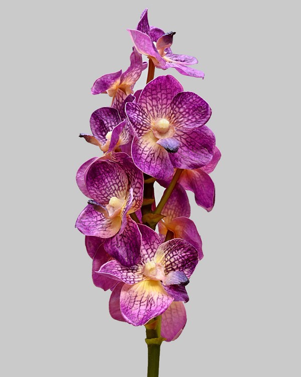 Vanda Orchid 21" Deep Purple