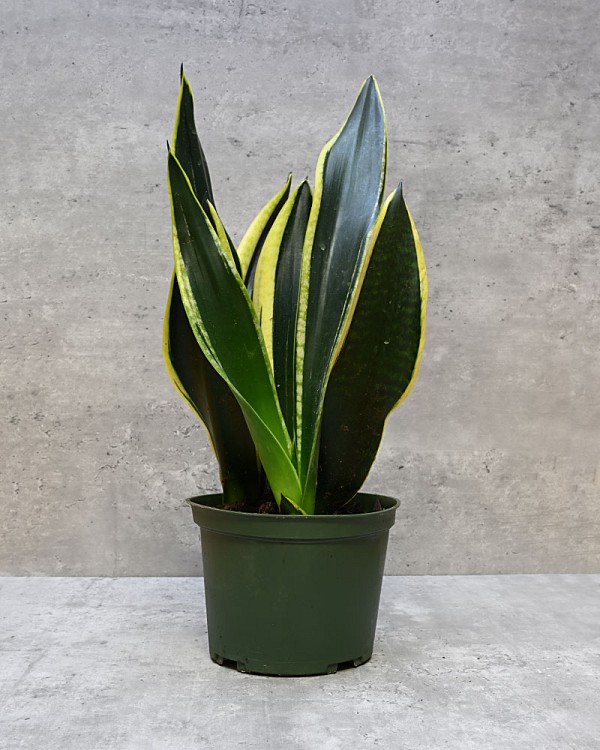 Sansevieria Golden Flame 