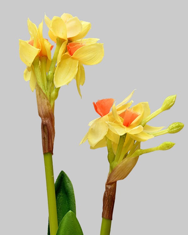 Paperwhite with Bulb 17" Yellow