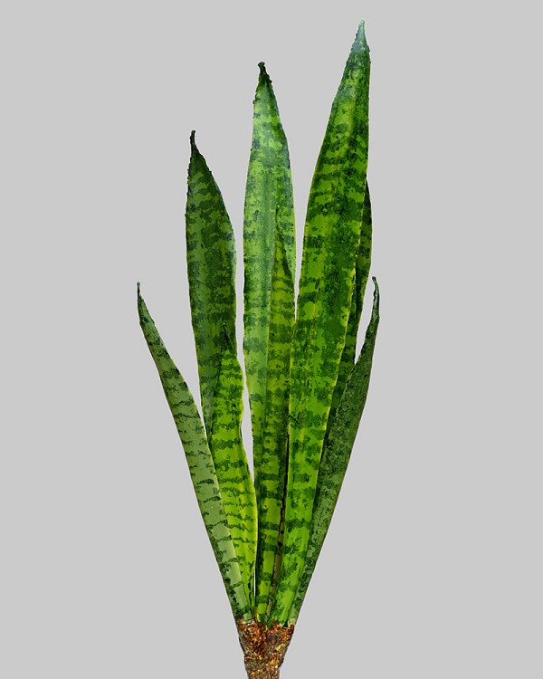 Sansaveria Plant 24" Green