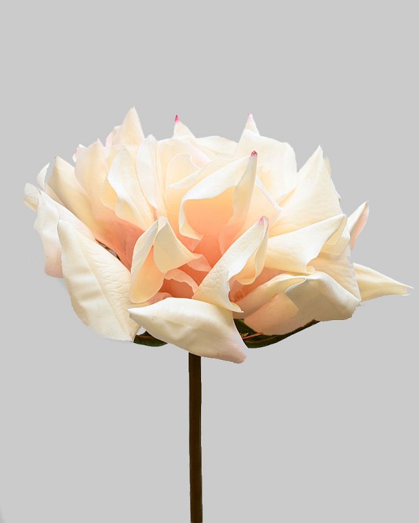 Rose Dutchess Full Open 20" Cream