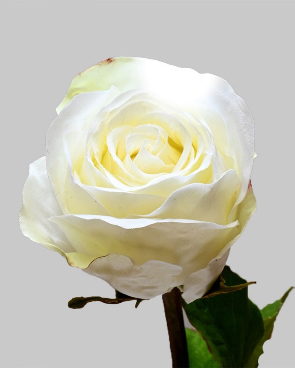 Rose Dutchess Bud 19.5" White