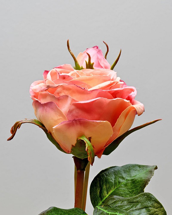 English Rose Pilgrim 21.5" Peach/Pink