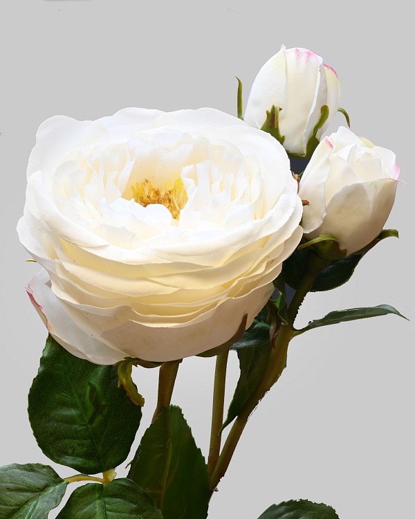 English Rose Titania 22.5" White