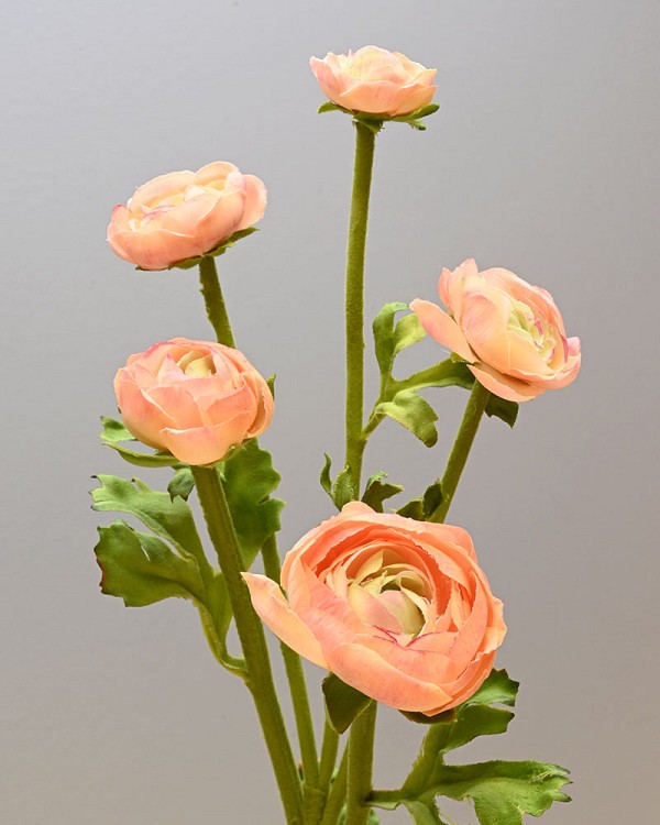 Ranunculus Multi Flower 21.5" Peach