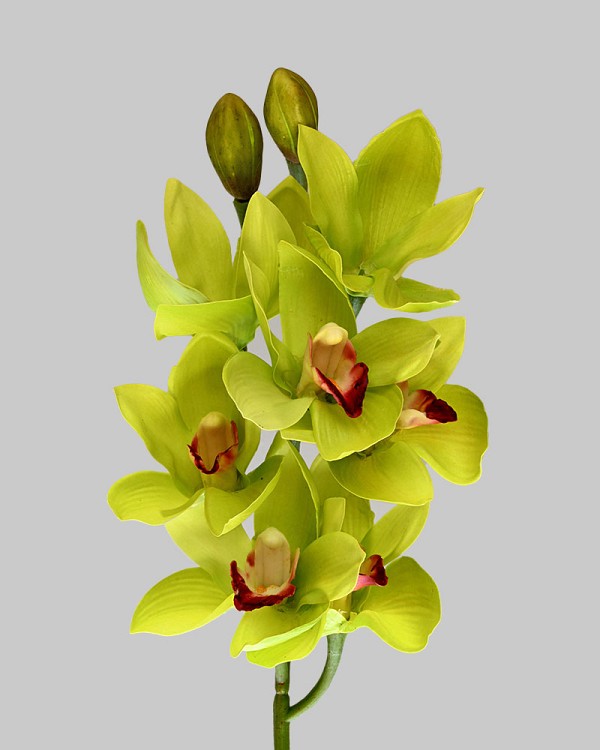 Cymbidium Orchid 27" Green