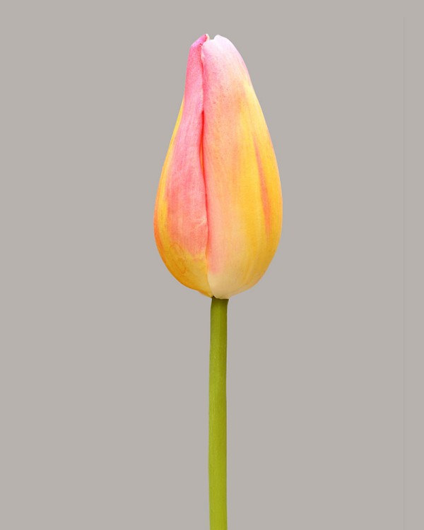 Dutch Tulip Bud 22.5" Yellow/Pink