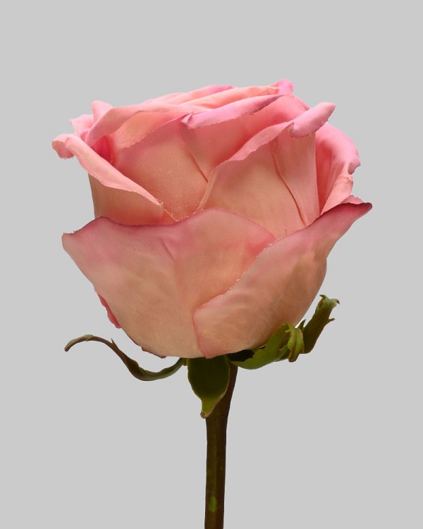 Ecuadorian Rose Bud 20.5" Pink