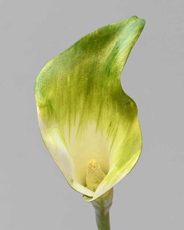 Calla Lily 20.5" Green