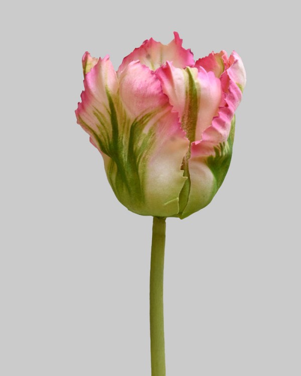 Parrot Tulip 27" Pink/Green