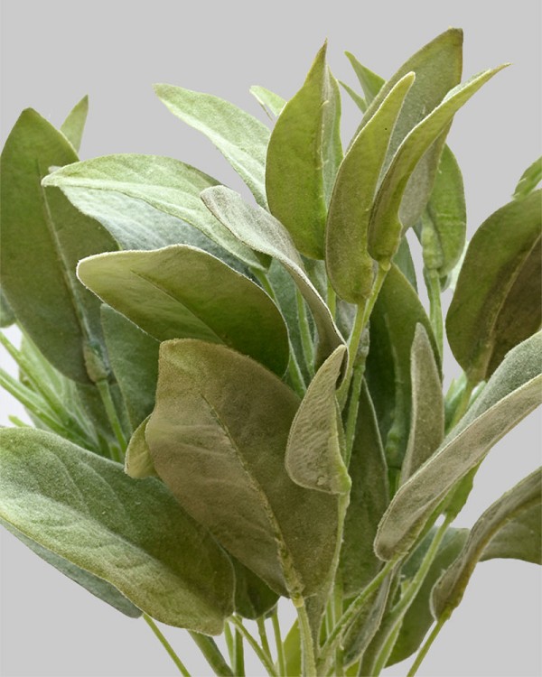 Salvia Miller Bundle 13" Light Green