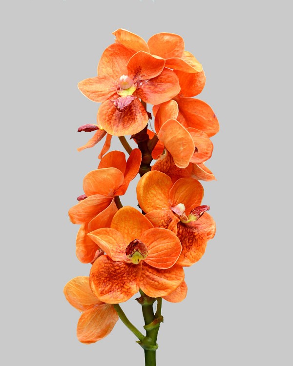 Vanda Orchid 21" Orange