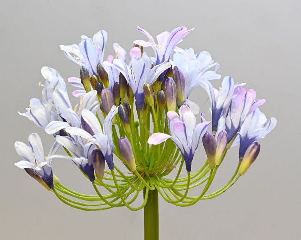 Agapanthus 35" Lavender/Blue