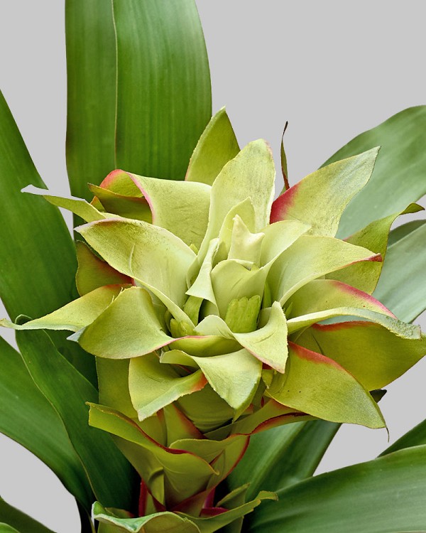 Scarlet Star Bromeliad 22" Green