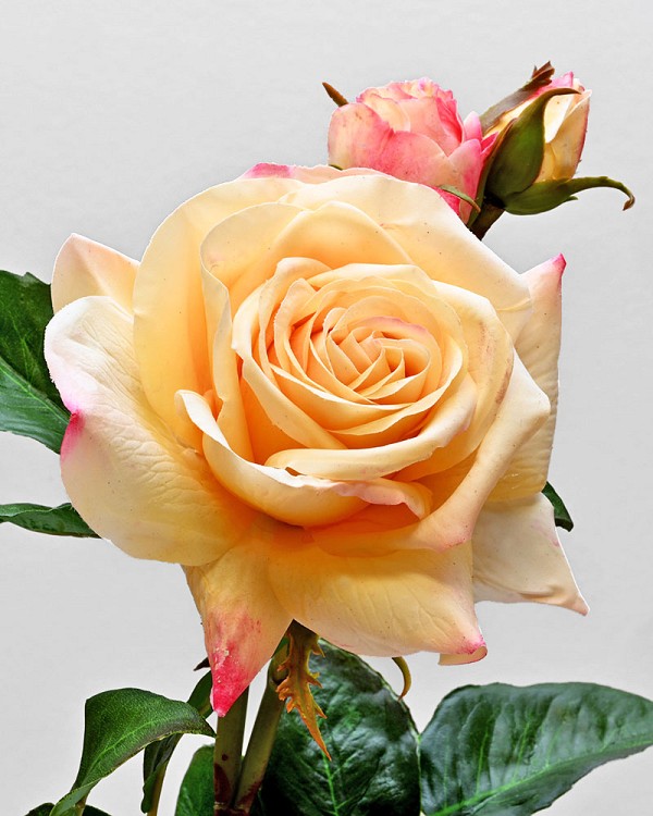 English Rose Tomora 22" Yellow/Pink